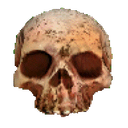 skull